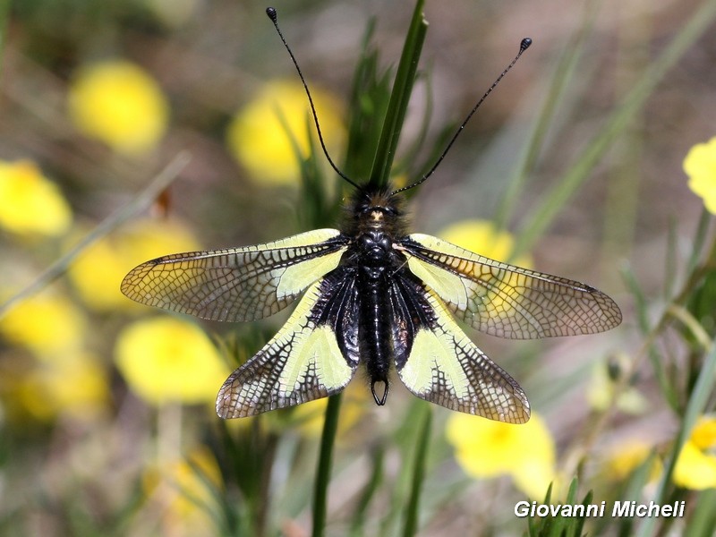 Libelloides coccajus (Ascalaphidae)